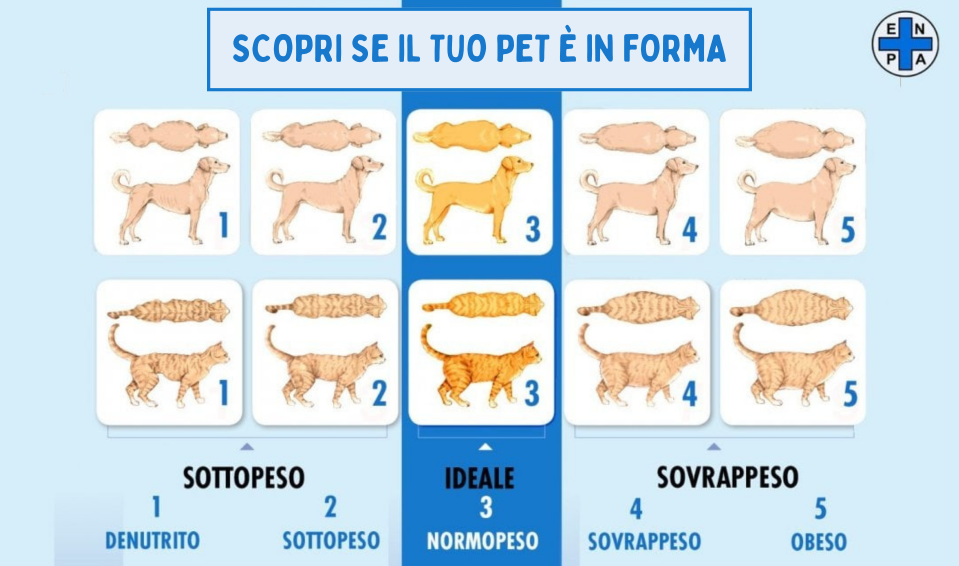 SCHEMA PESOFORMA